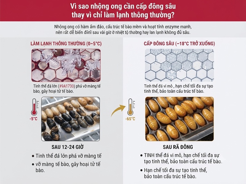 Vì sao nhộng ong cần cấp đông sâu thay vì chỉ làm lạnh thông thường?